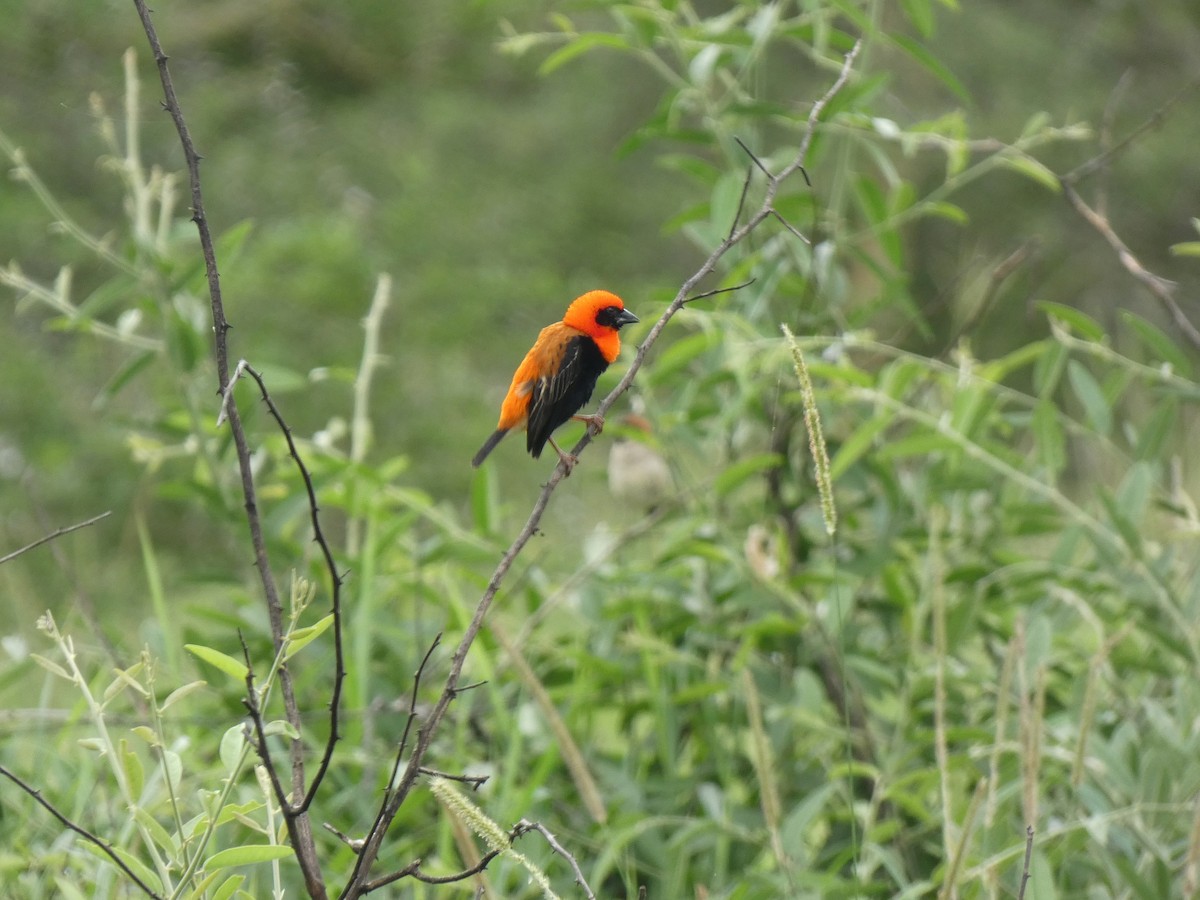 Black-winged Bishop - ML620028487