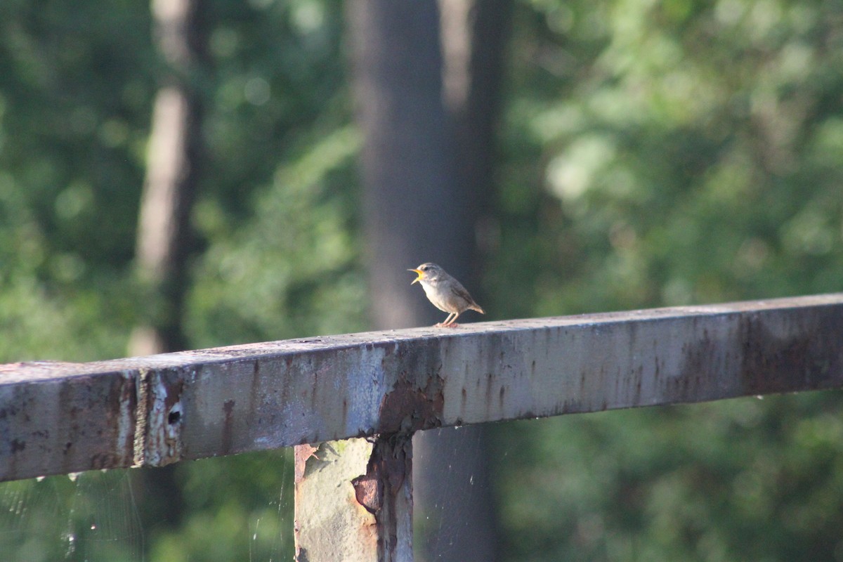 Eurasian Wren - ML620028495