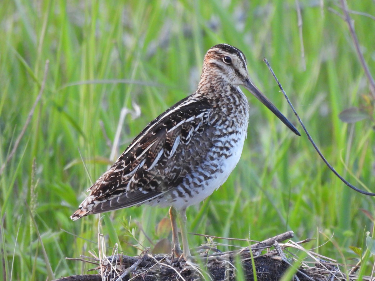 Wilson's Snipe - ML620028501