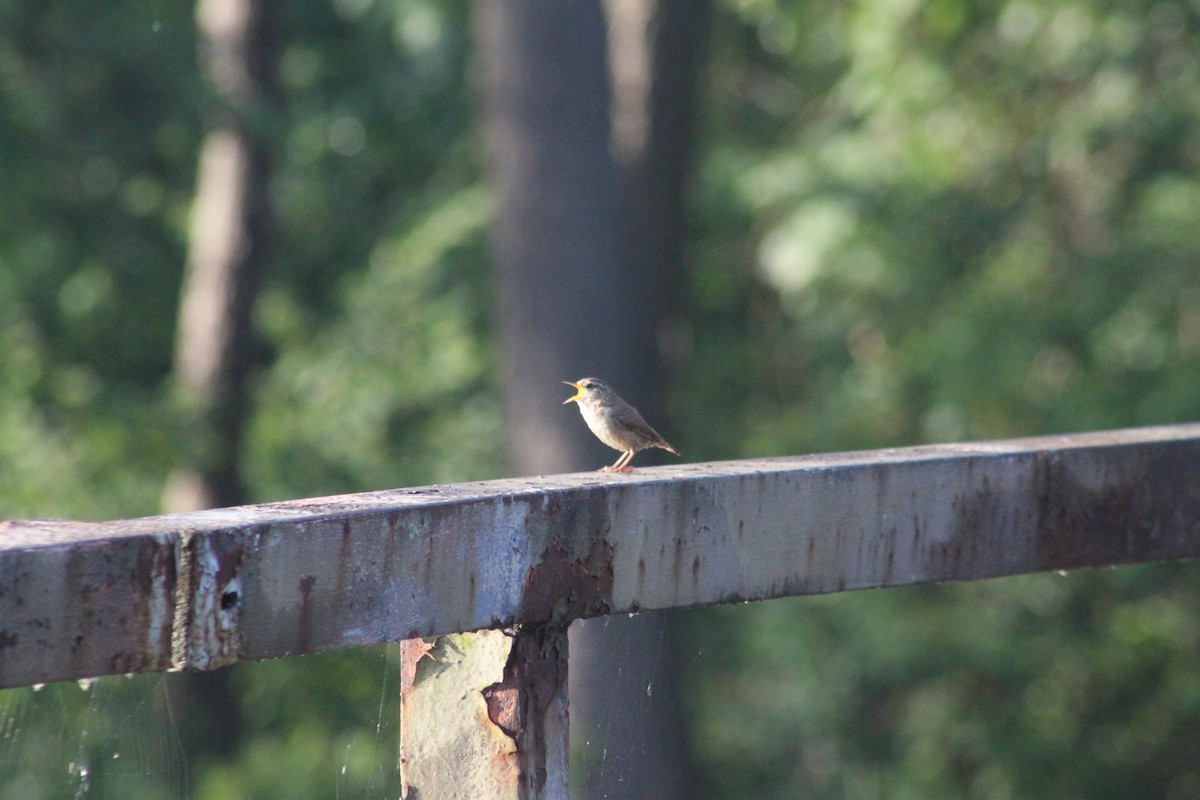 Eurasian Wren - ML620028502