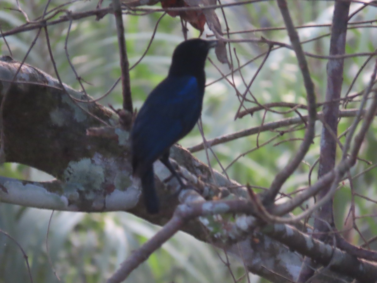 Малабарская синяя птица - ML620028507