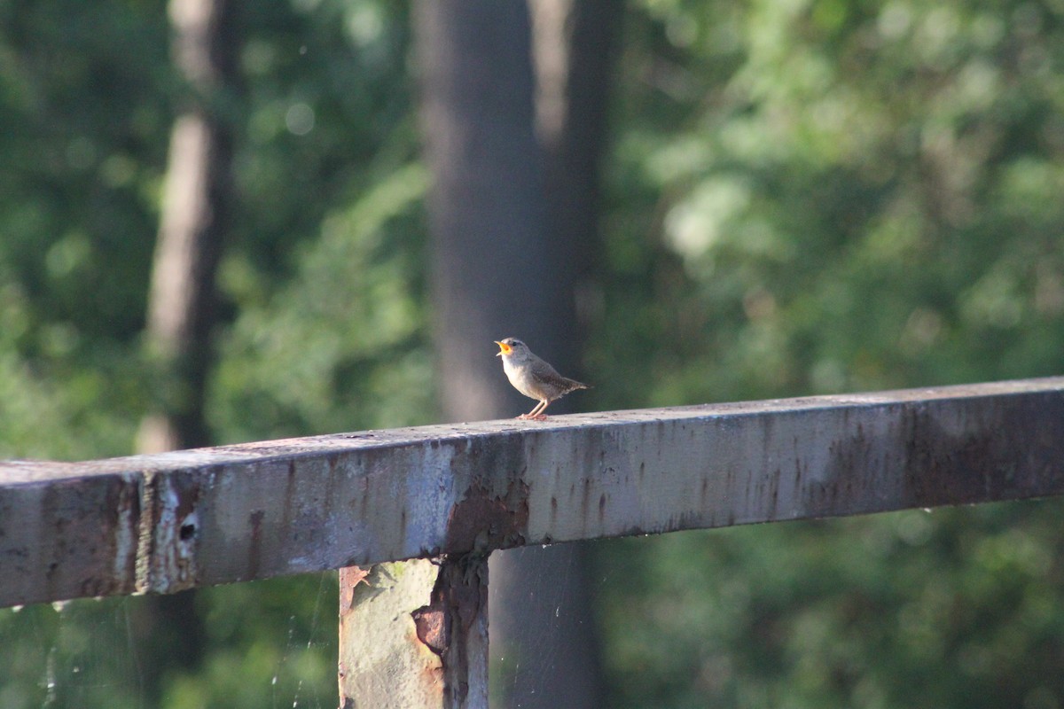 Eurasian Wren - ML620028508