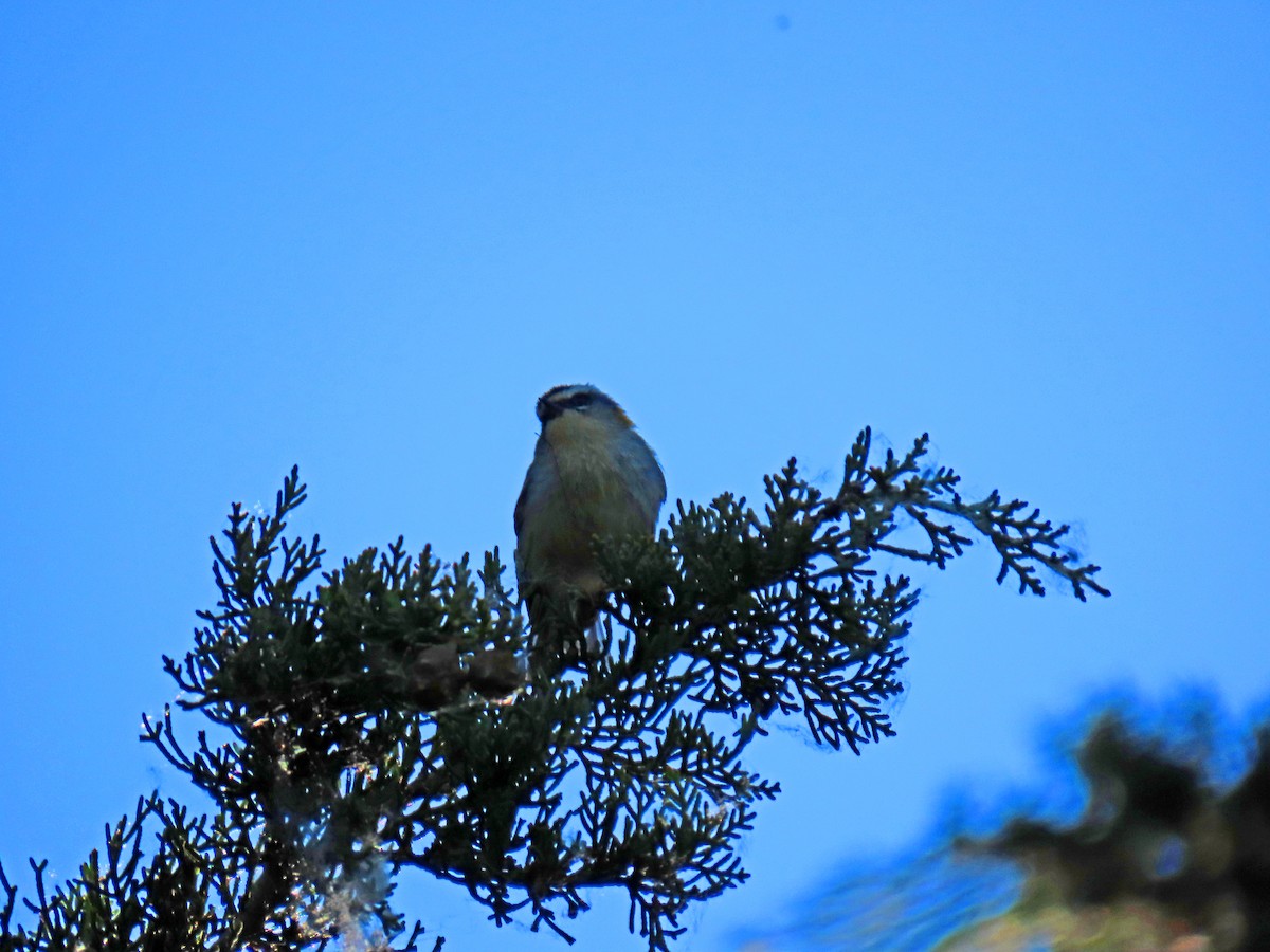 Common Firecrest - ML620028511