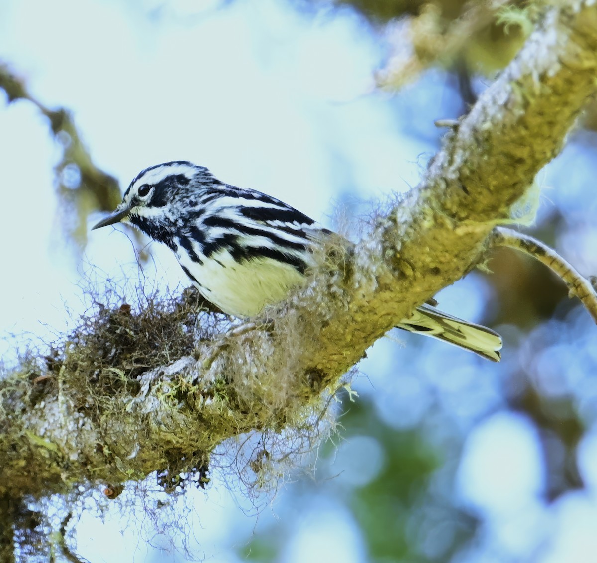 Black-and-white Warbler - ML620028519