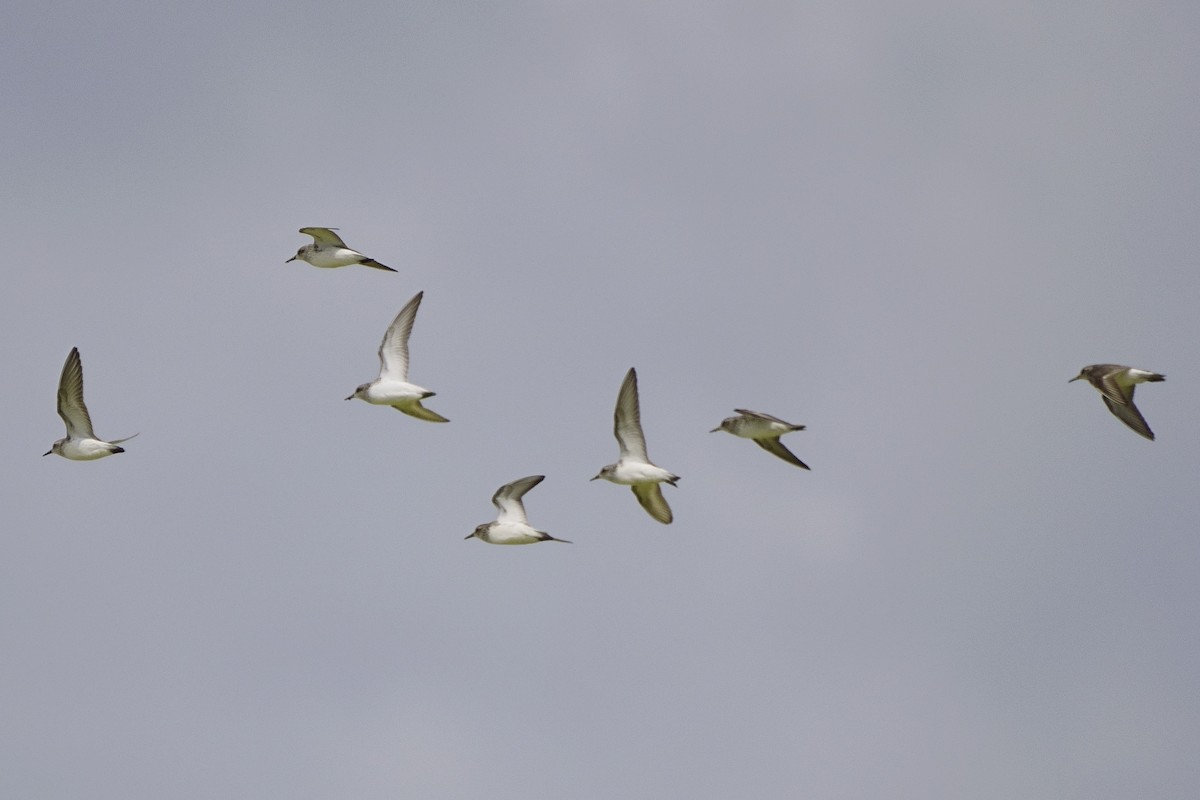 Semipalmated Sandpiper - ML620028537