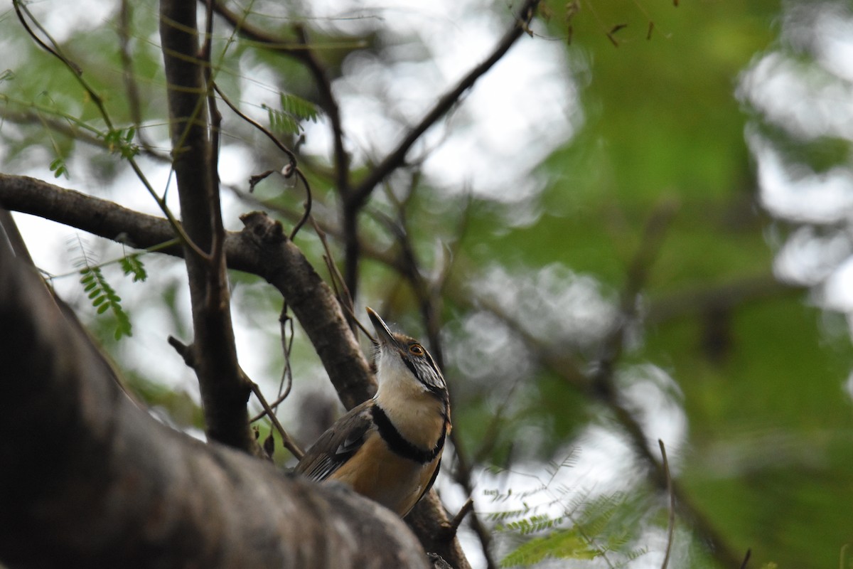 Greater Necklaced Laughingthrush - ML620028540