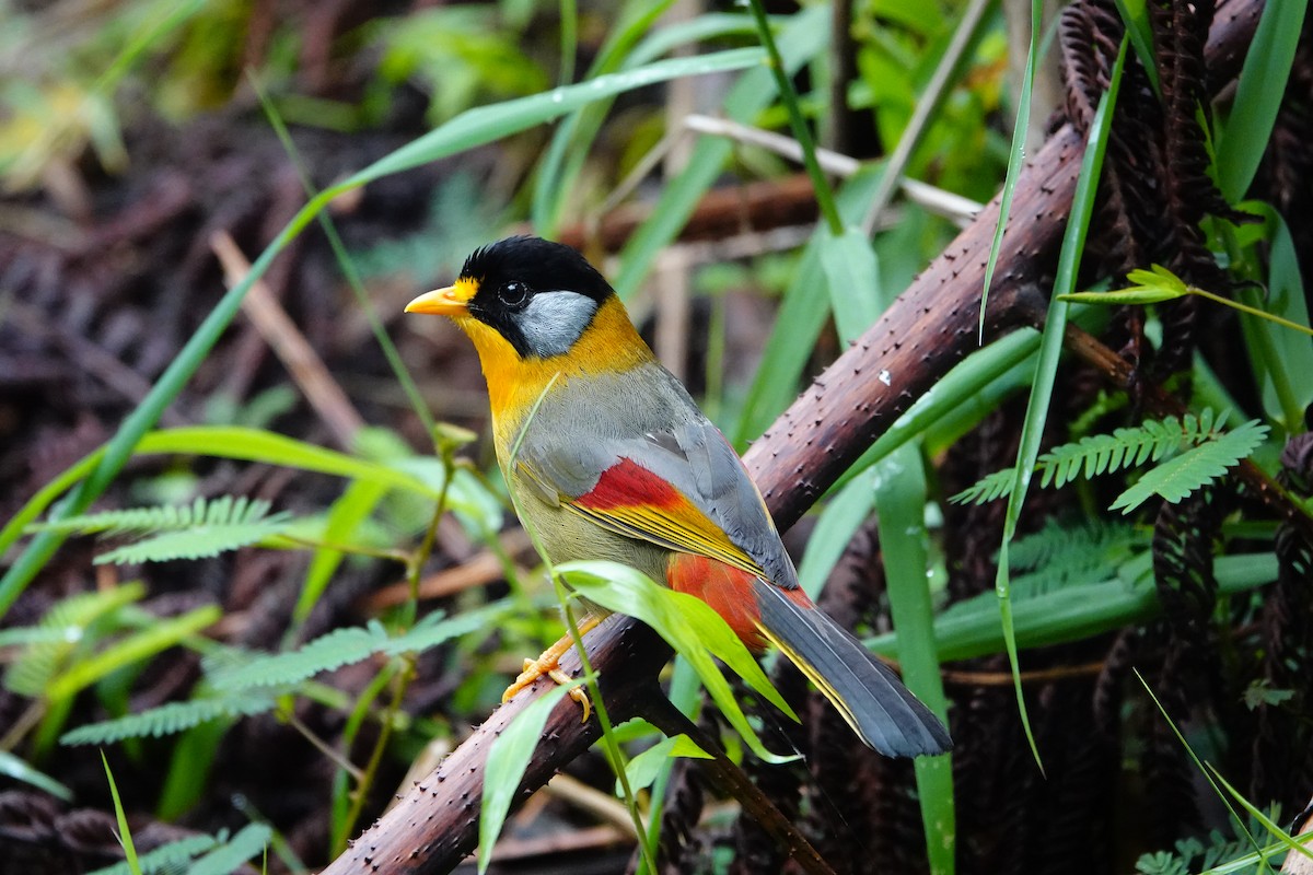 Silver-eared Mesia (Silver-eared) - ML620028542