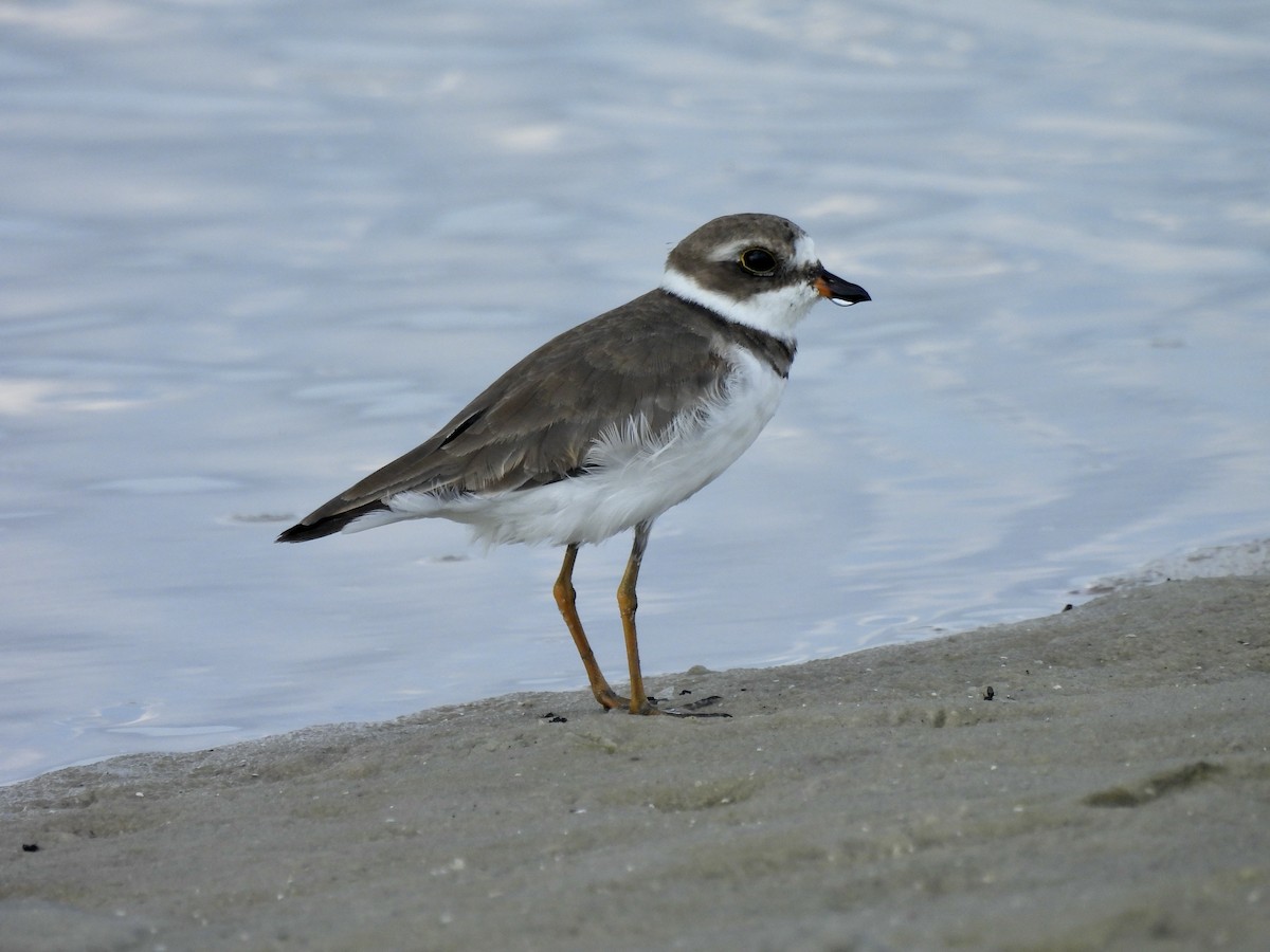 Semipalmated Plover - ML620028551