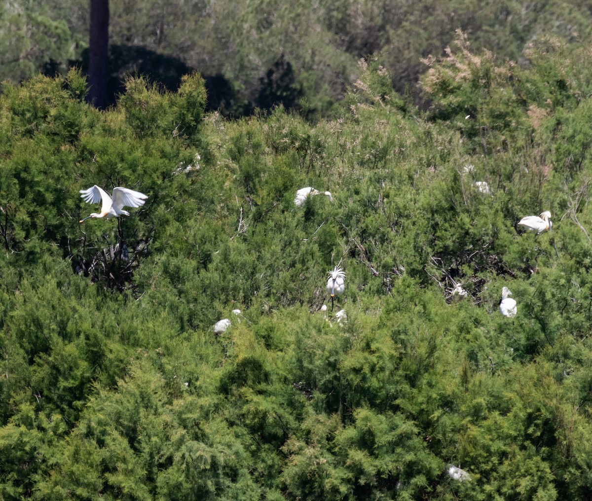 Eurasian Spoonbill - ML620028565