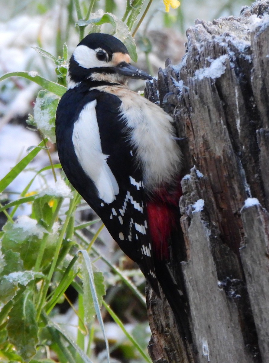 Great Spotted Woodpecker - ML620028567