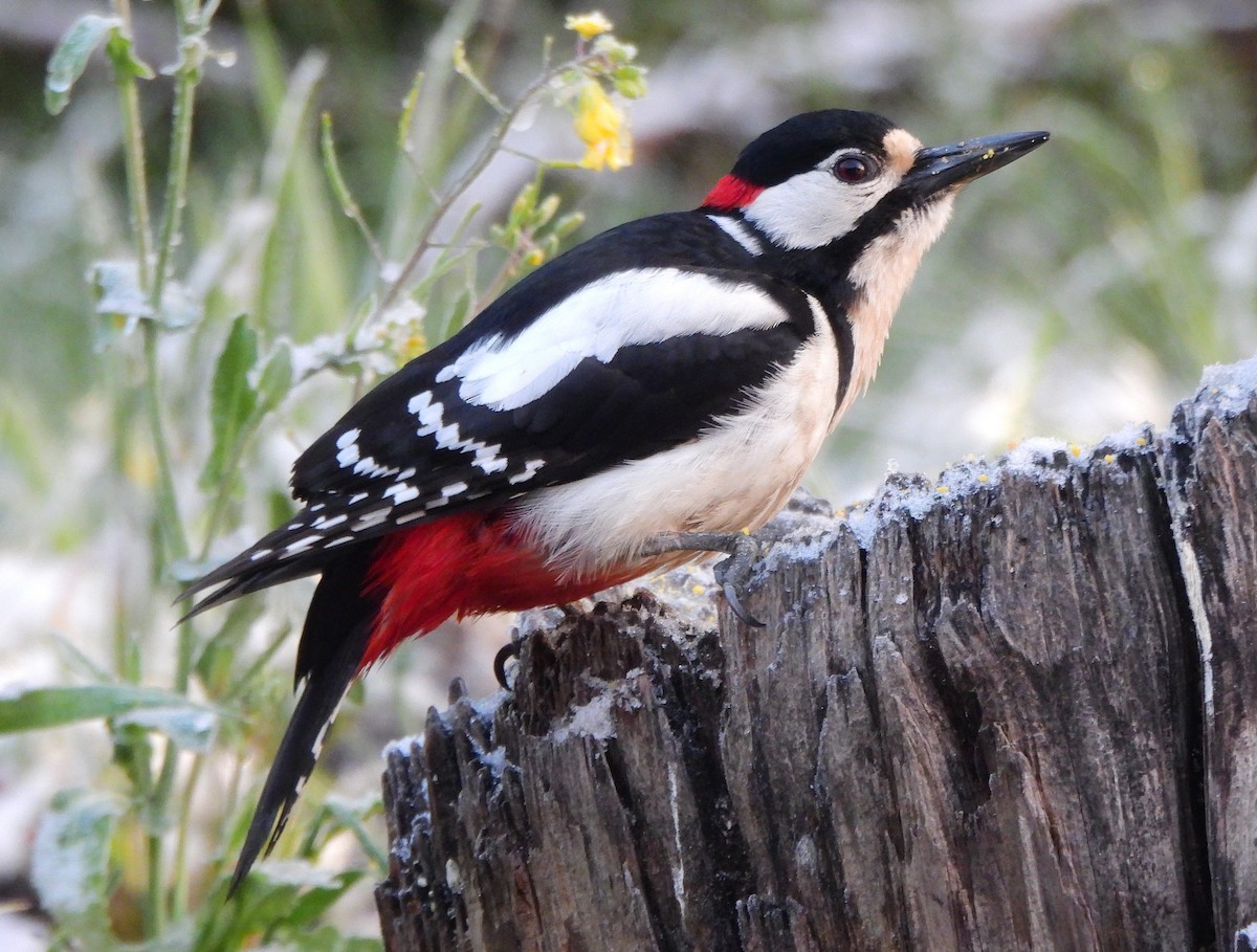 Great Spotted Woodpecker - ML620028568