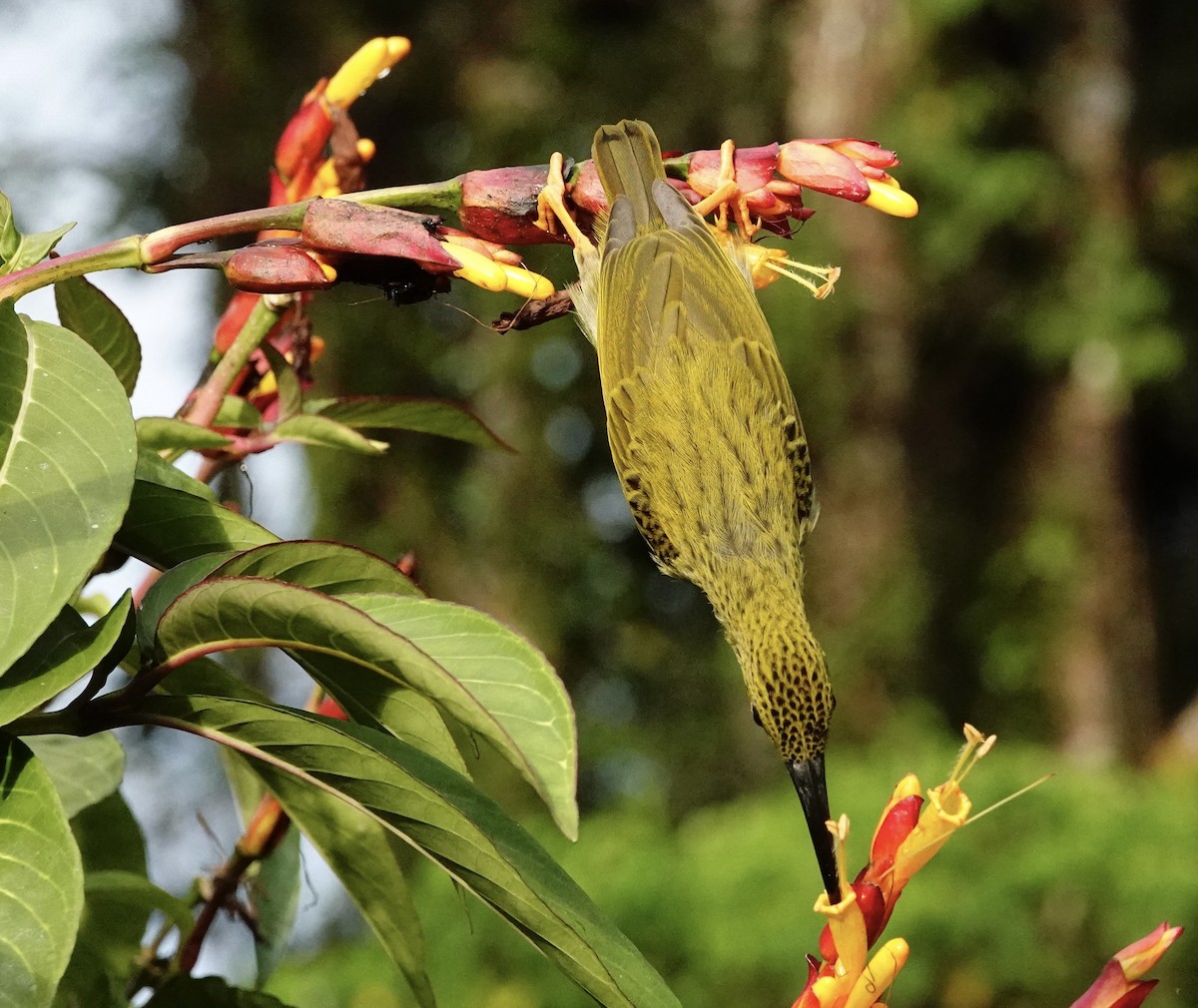 Streaked Spiderhunter - ML620028589