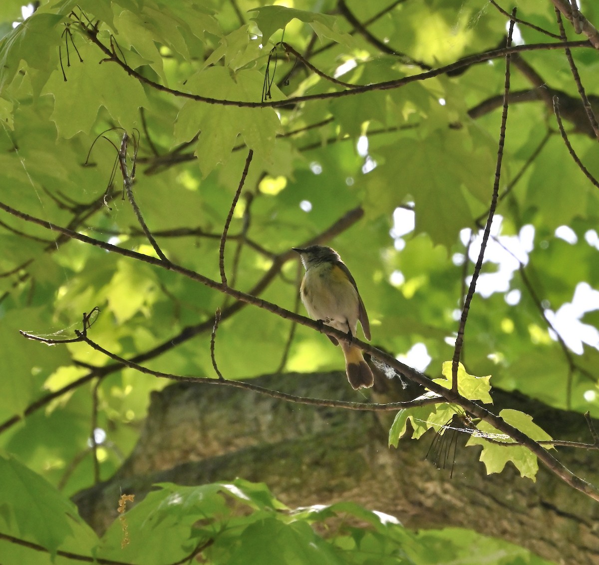 American Redstart - ML620028618