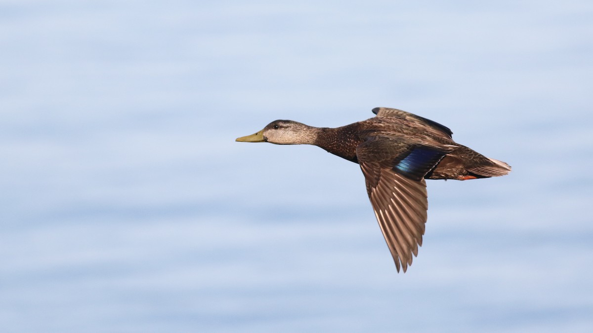 American Black Duck - ML620028630