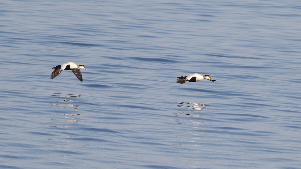 Common Eider - ML620028635