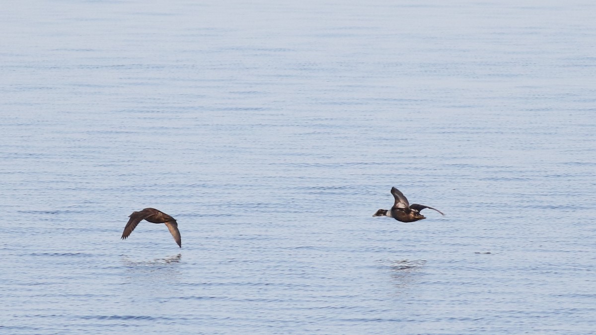 Common Eider - ML620028636