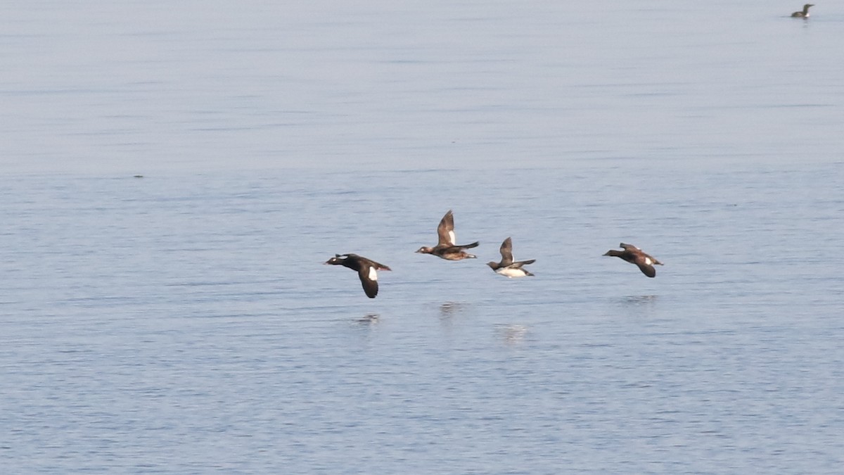 White-winged Scoter - ML620028639