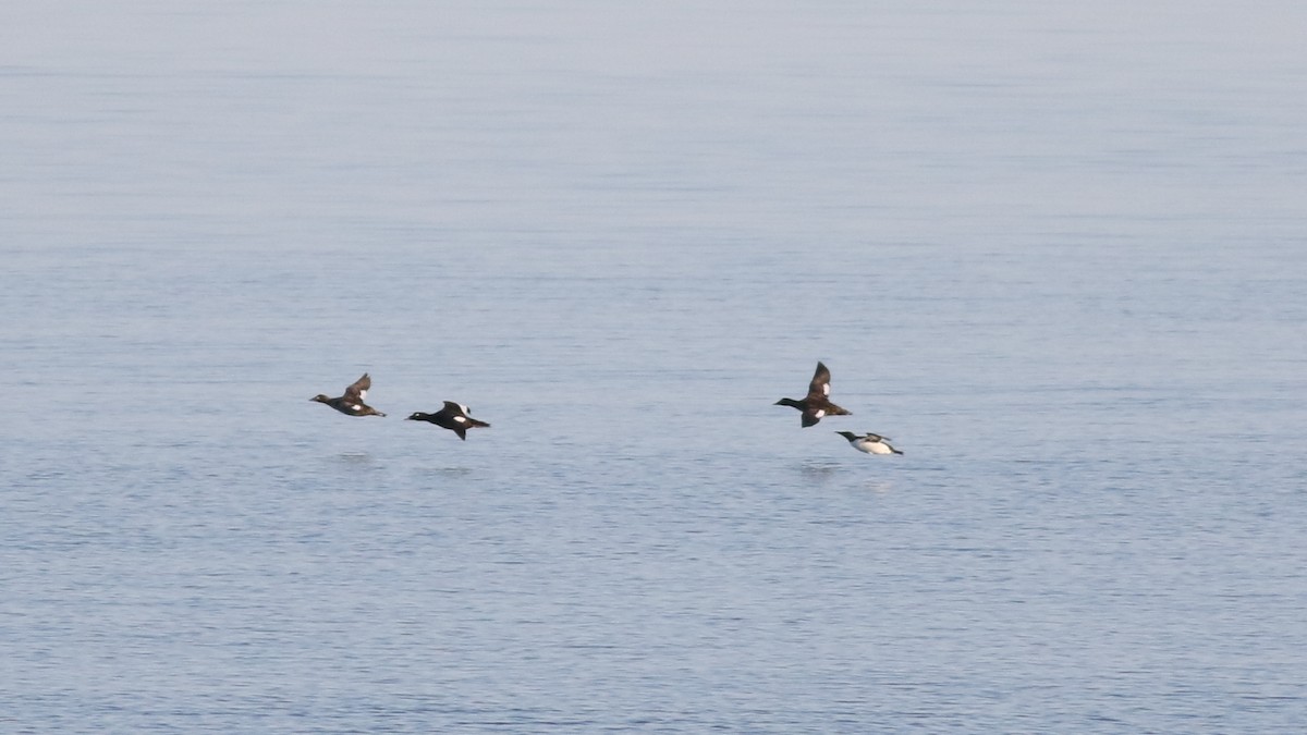 White-winged Scoter - ML620028641