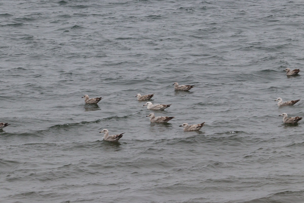 Gaviota Argéntea - ML620028648