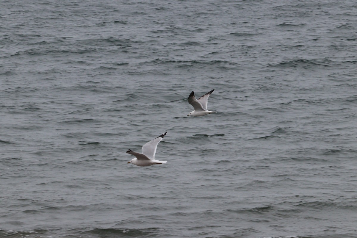 Herring Gull - Philip Nearing