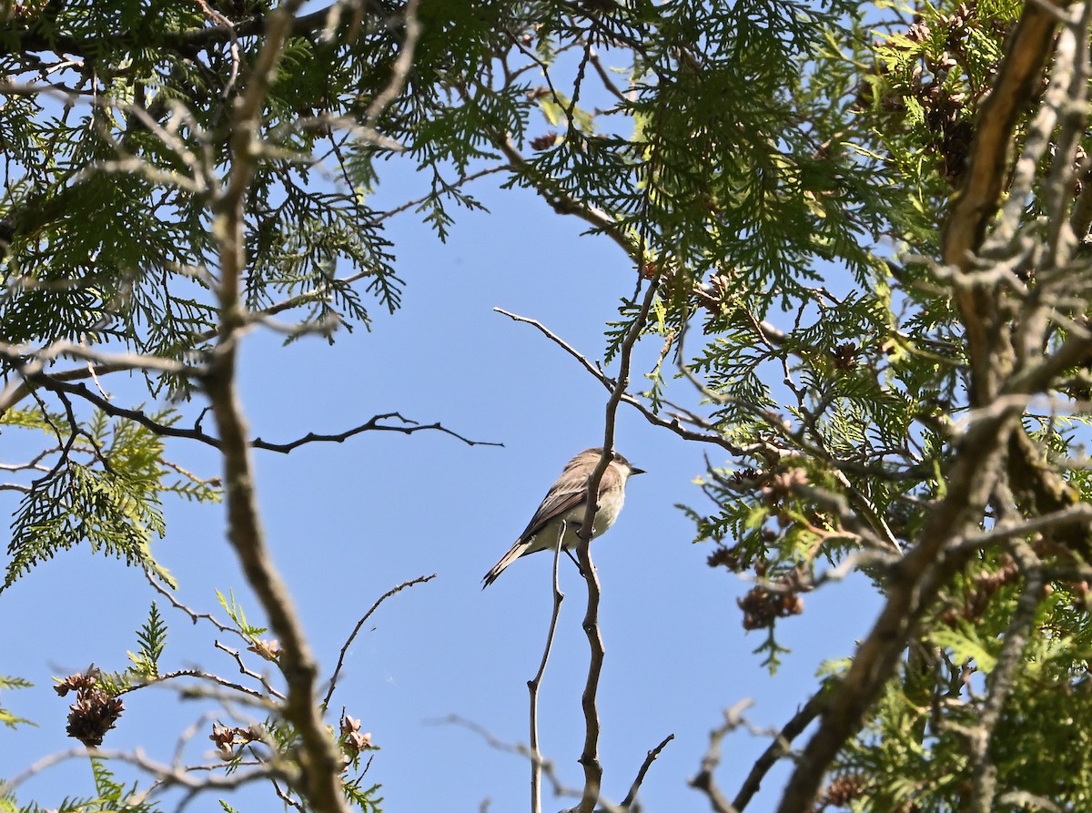 Eastern Phoebe - ML620028652