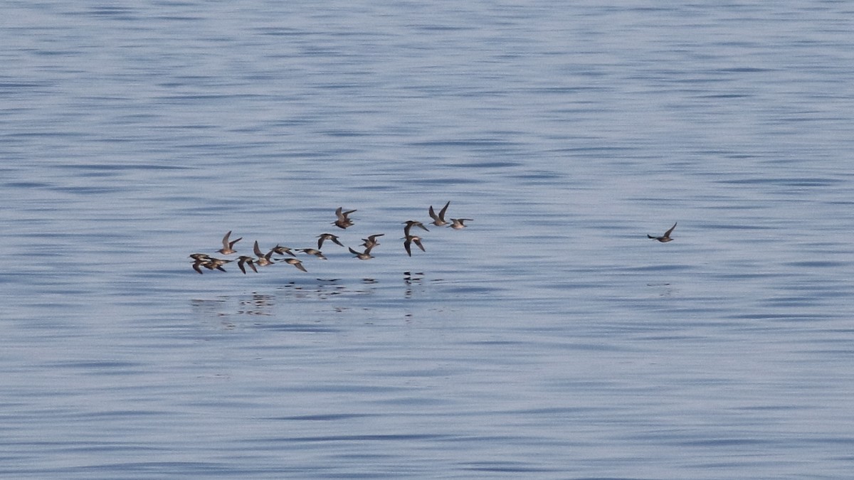 Short-billed Dowitcher - ML620028653