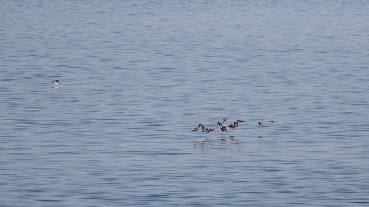 Short-billed Dowitcher - Sam Heinrich