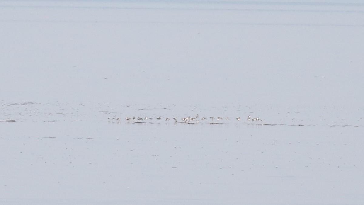 Phalarope à bec étroit - ML620028659