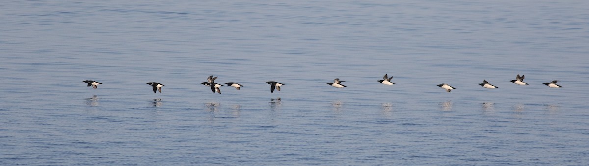 Razorbill - ML620028662