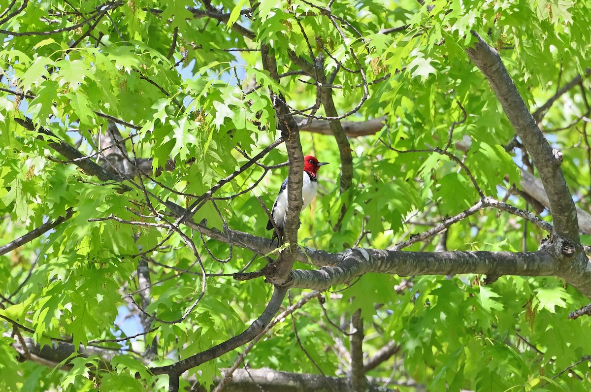 Red-headed Woodpecker - ML620028663