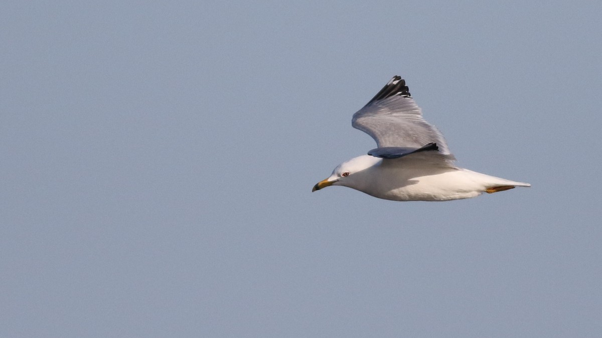 Ring-billed Gull - Sam Heinrich