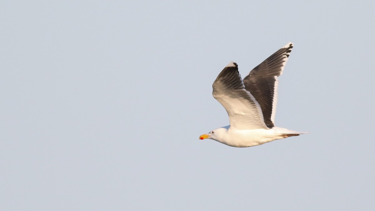 Great Black-backed Gull - ML620028681