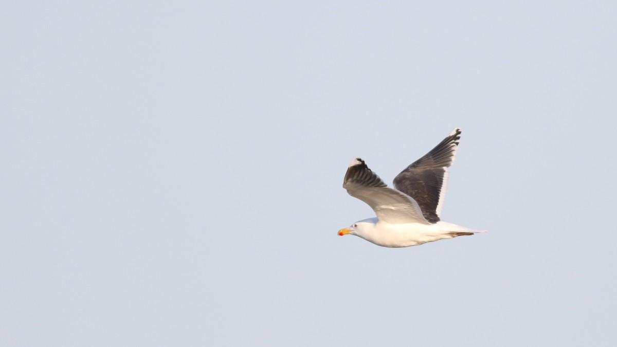 Great Black-backed Gull - ML620028682