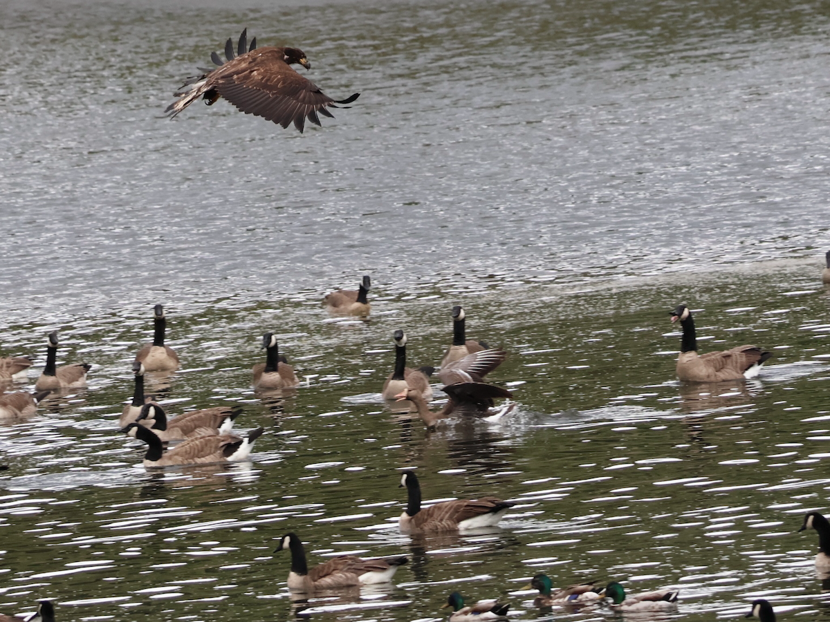 Greater White-fronted Goose - ML620028683