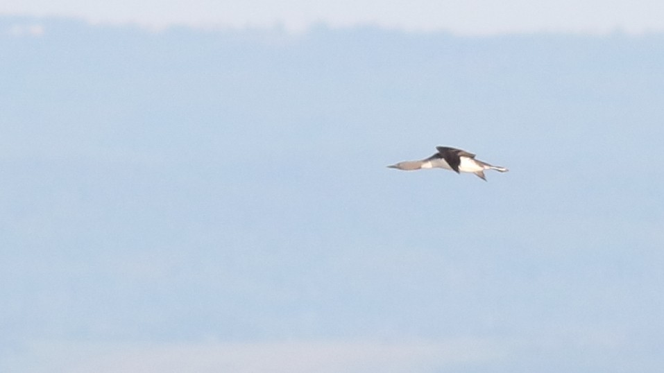 Red-throated Loon - ML620028687