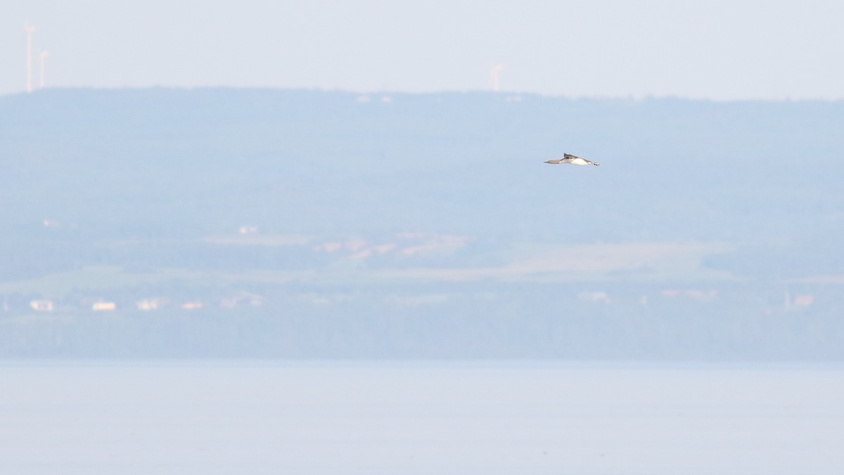 Red-throated Loon - ML620028688