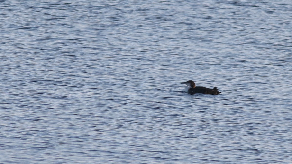 Common Loon - ML620028691