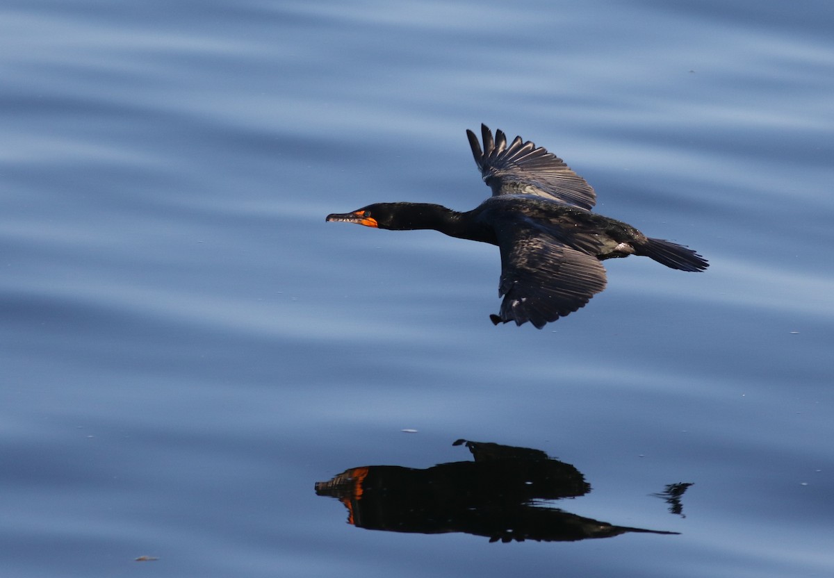 Double-crested Cormorant - ML620028695