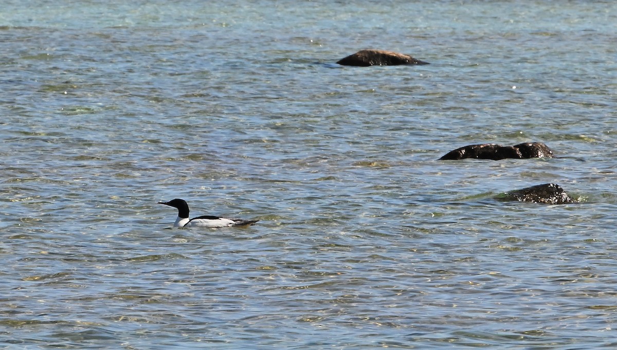 Common Merganser - ML620028699