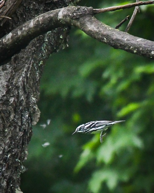 Black-and-white Warbler - ML620028704