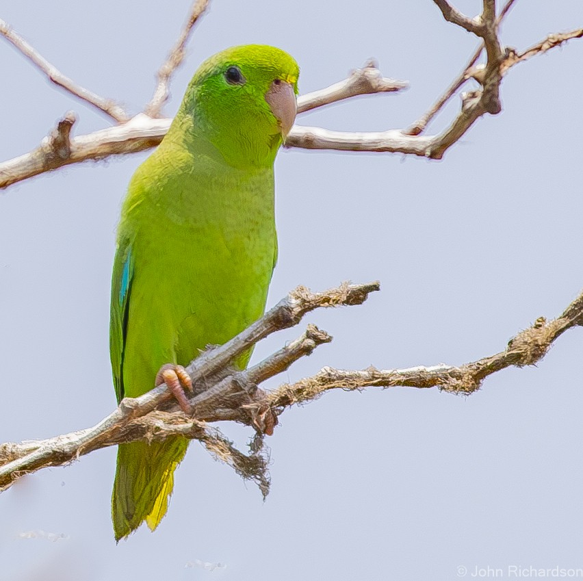 Turquoise-winged Parrotlet - John Richardson