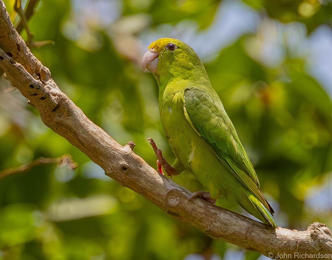 Turquoise-winged Parrotlet - ML620028709