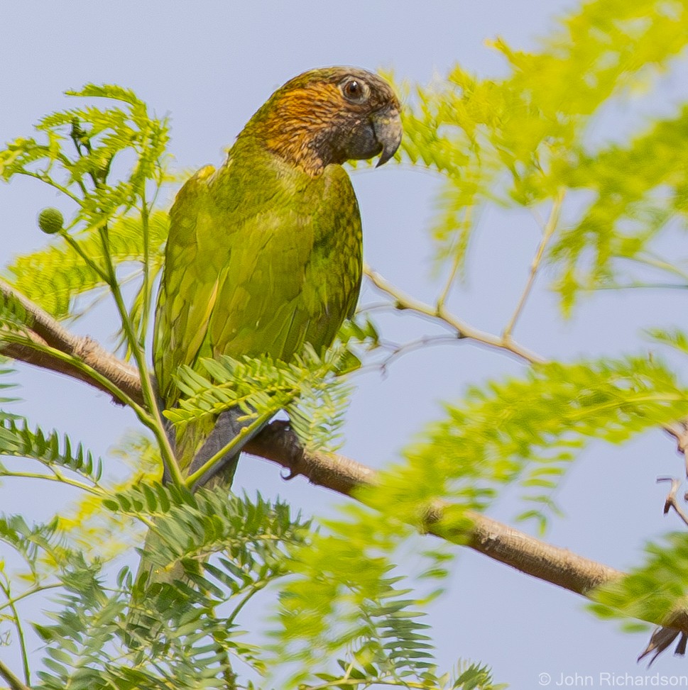 Brown-throated Parakeet - ML620028723