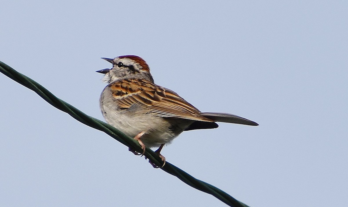 Chipping Sparrow - ML620028729