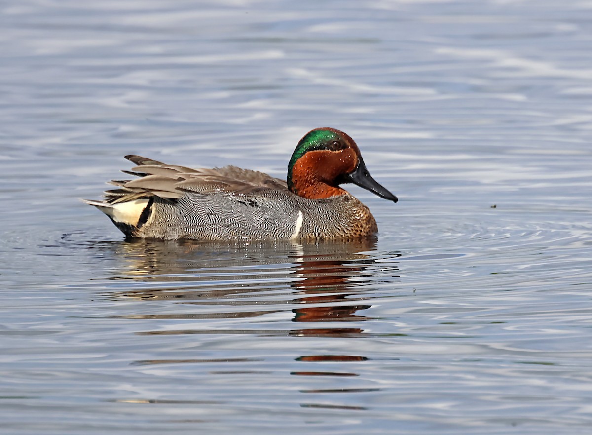 Green-winged Teal - ML620028731
