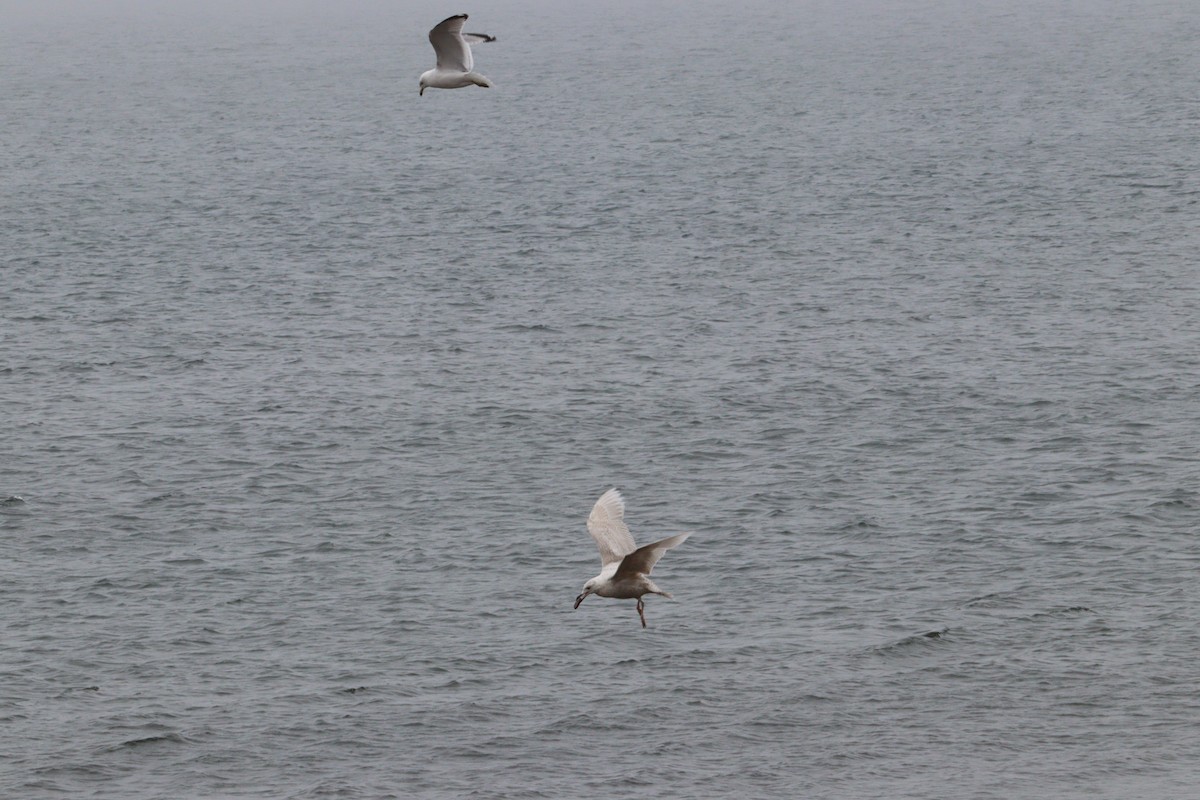 Gaviota Groenlandesa - ML620028734