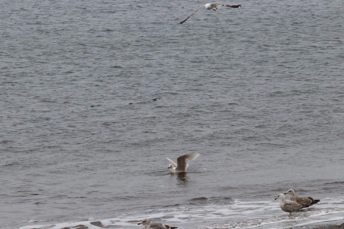 Iceland Gull - ML620028736