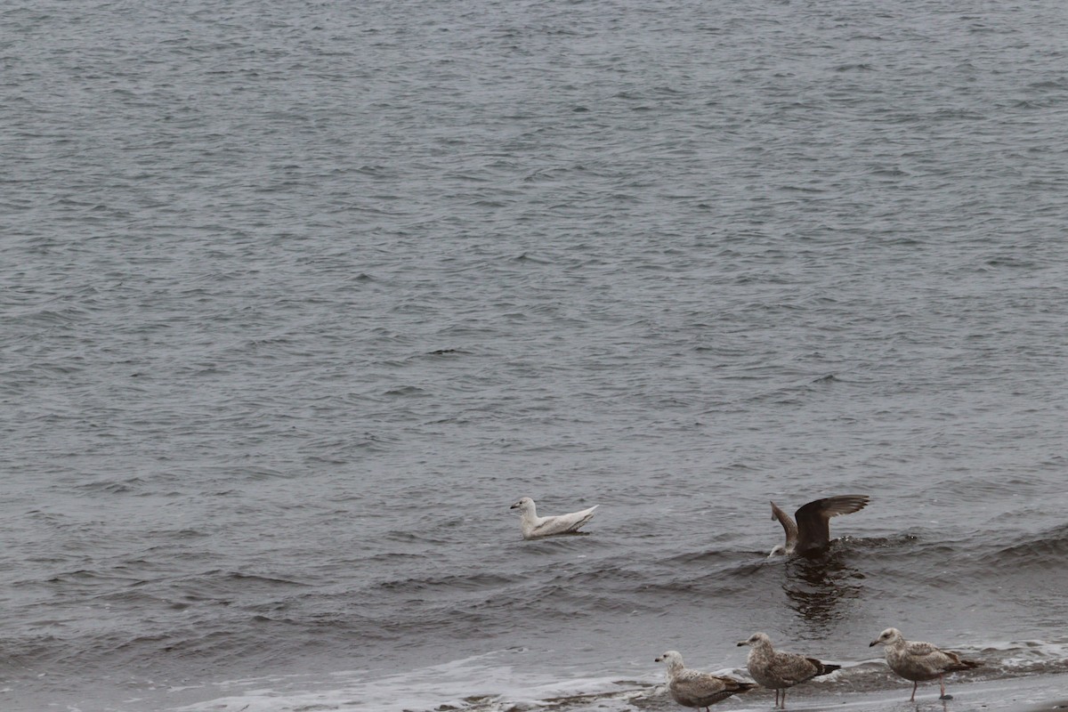 Gaviota Groenlandesa - ML620028737