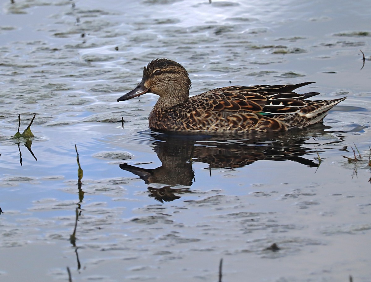 Green-winged Teal - ML620028740