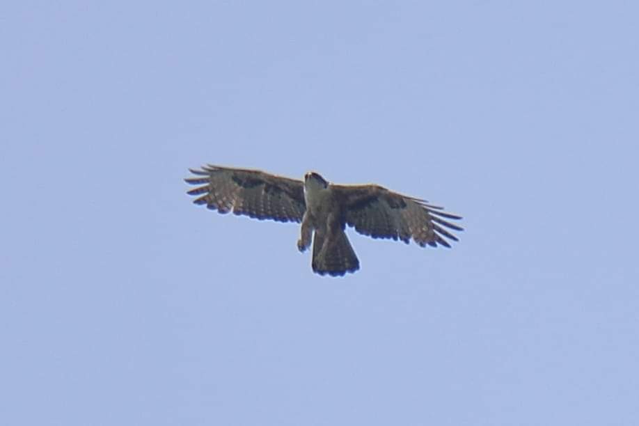 Rufous-bellied Eagle - ML620028746